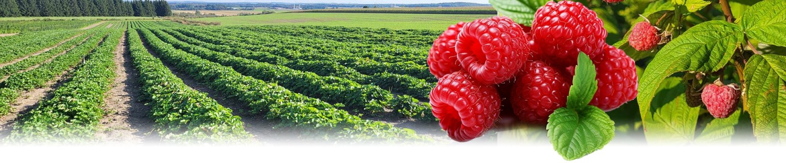 framboise14